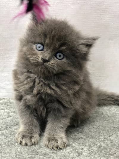 Persian triple coated punch face kitten available for sale