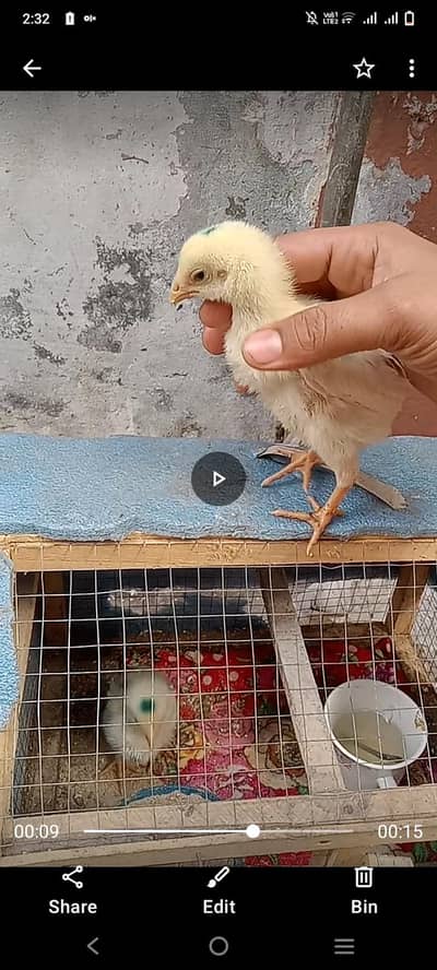 urgent Sale white shamo