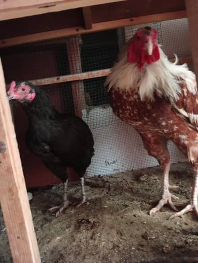 golden Misri murghi/murghay