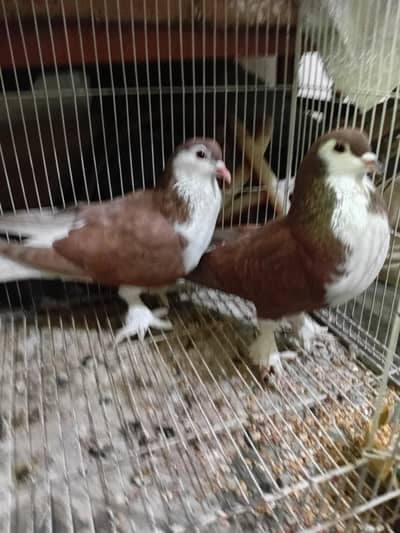 Pigeon sherazi pair