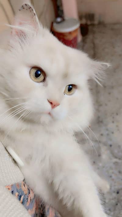 persian cats for sale