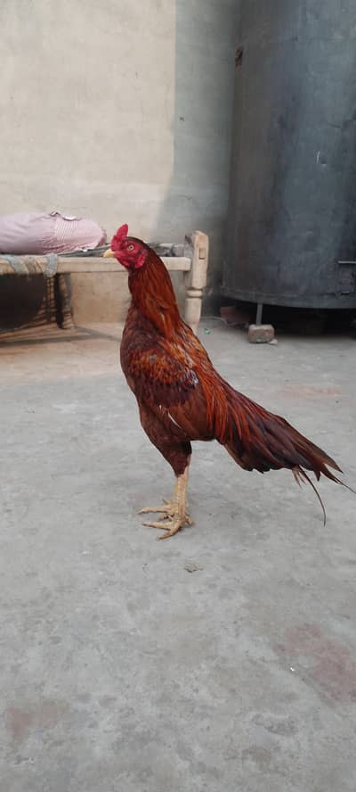 peela Aseel murga for sale. 03016057194. wastup nober