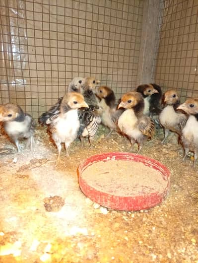 silke and goldan sbraet