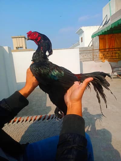 PURE PANUS PAKOYE + PANUS DRUMMER CHICKS Whatsapp  :03032766741