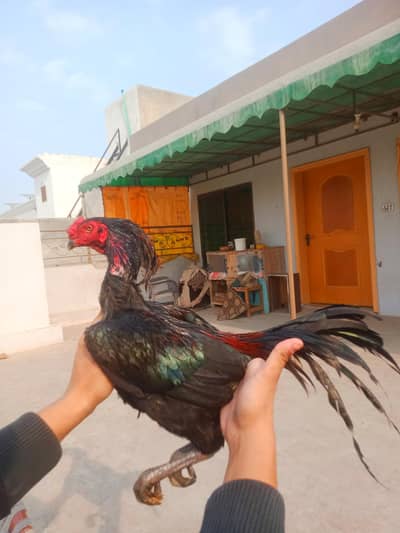 PURE PANUS PAKOYE + PANUS DRUMMER CHICKS Whatsapp  :03032766741