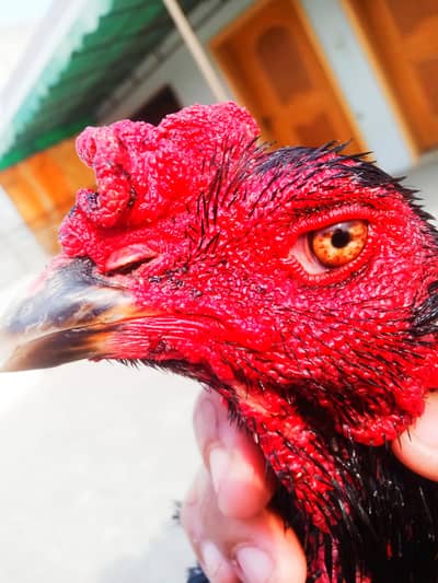 PURE PANUS PAKOYE + PANUS DRUMMER CHICKS Whatsapp  :03032766741