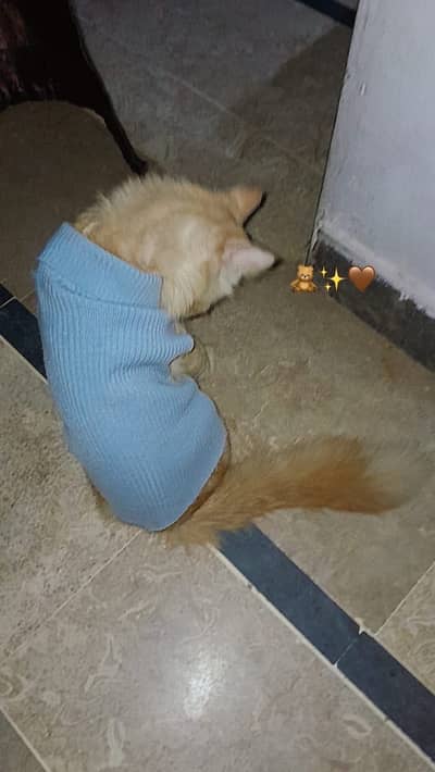 persian male cat urgent for adoption