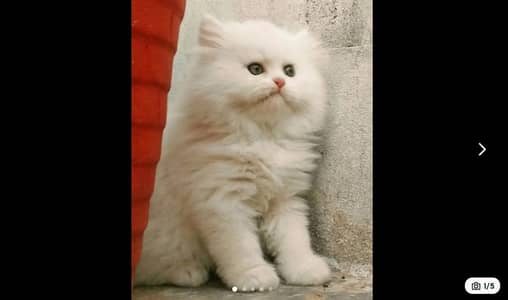Triple coat persian kitten