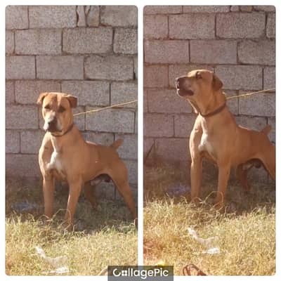 Original old Pakistani blood line lunda