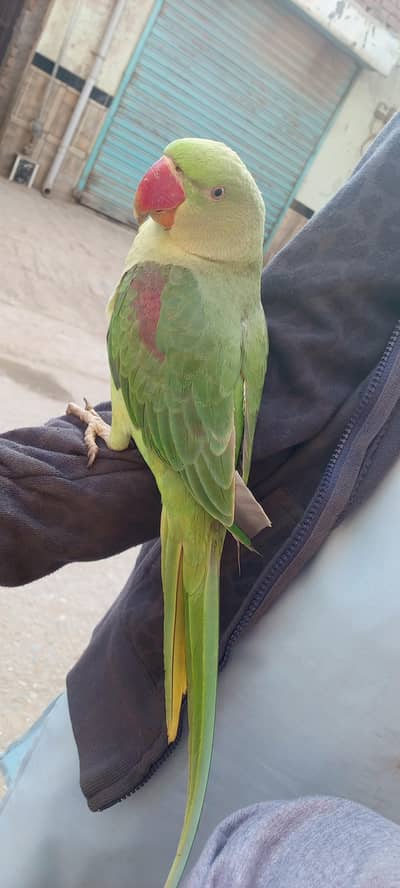 jis bhai ne Lena ho vahi Rabta Karen .