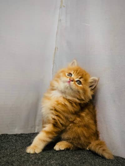 Persian triple coated punch face kitten available for sale