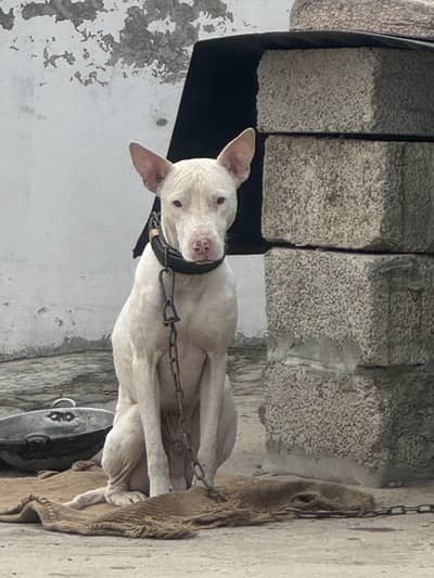 Pure gultair pup for sale