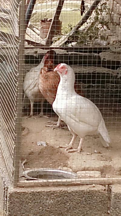 3 females heera mianwali 1 peeli female total four