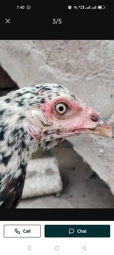 Aseel Murgi for Sale 03056348278