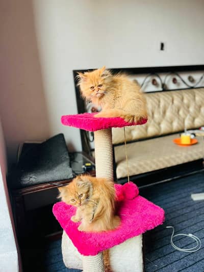 oersion pair for sale