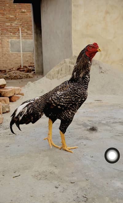 Aseel murga for sall ha