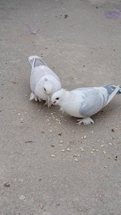 Sentinent Pair With Chick