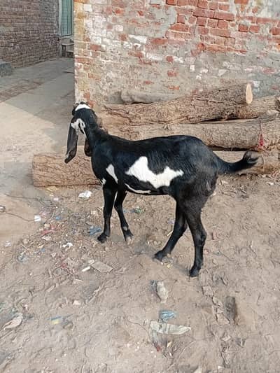 amratsari beetal bakri for sale