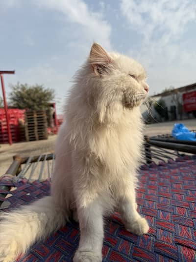 Persian triple coated cat