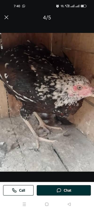 Aseel Murgi for sale 03056348278