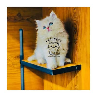 Persian triple coated punch face kitten available for sale