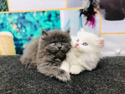 Persian triple coated punch face kitten available for sale