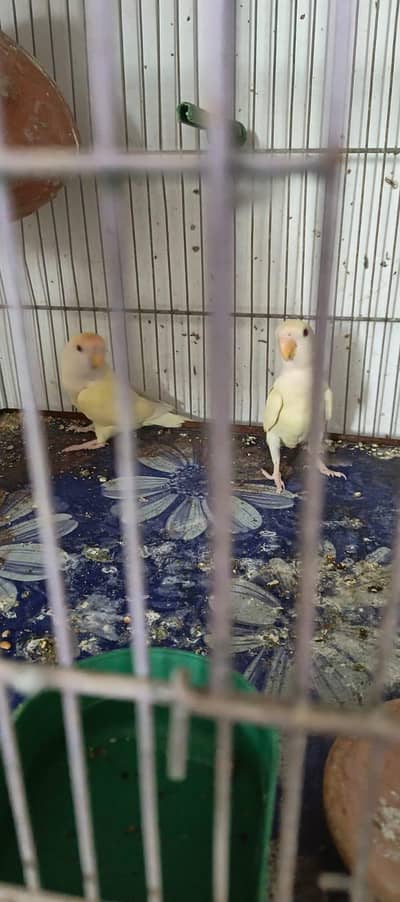 cremino Rosicoli Love bird breeding pair