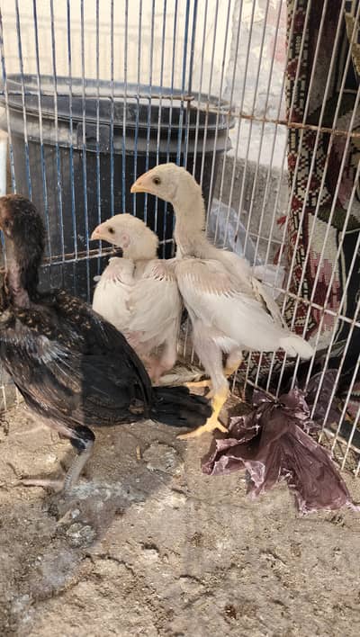 White & black aseel shamo