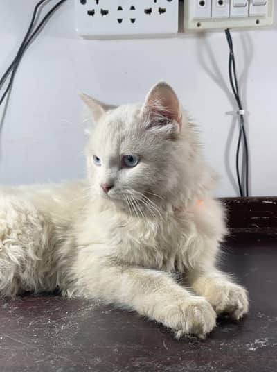I am selling Persian cat