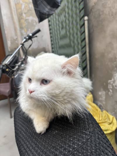 Turkish Angaro - 1.5 Year Age - Blue Eyes