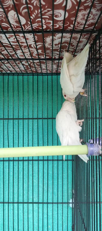 ALBINO RED AND BLACK EYES