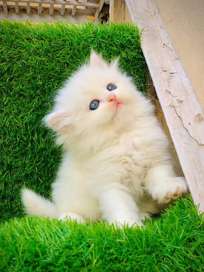 Persian triple coated punch face kitten available for sale