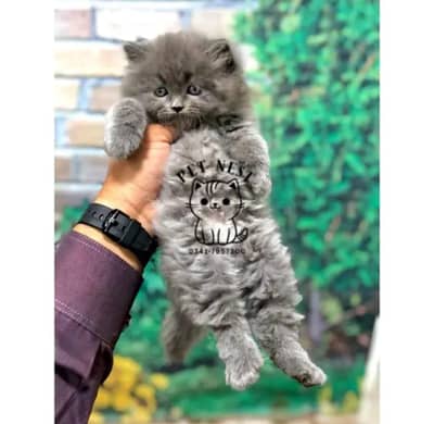 Persian triple coated punch face kitten available for sale