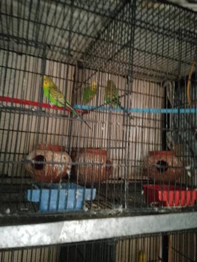 I'm selling budgie's breeder pair.