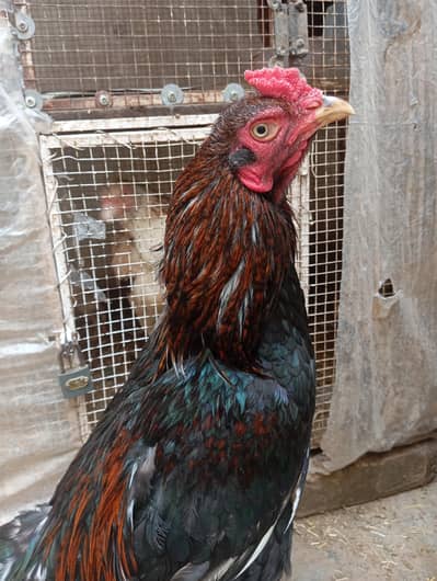 Aseel mainwali  patha for sale