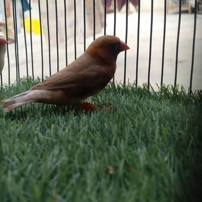 bfbb/ob split male. female