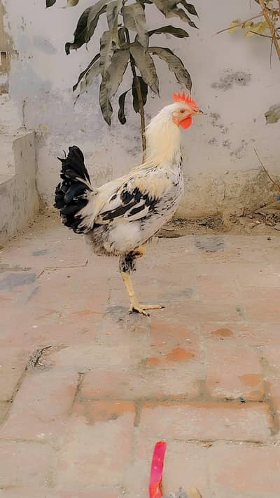 I am selling my pure daisi raoster