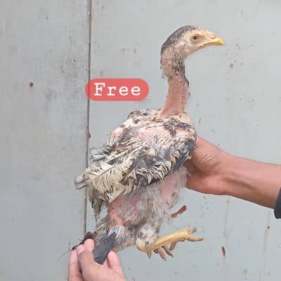 Aseel Phata , Budiges , Dimond dove