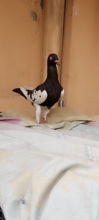 Danish pair and  paid laky bareedar pair