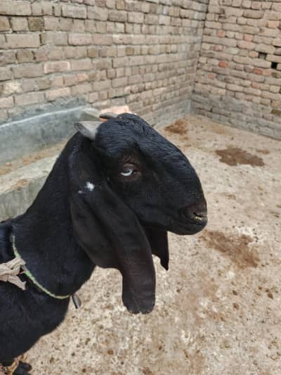 Desi Beetal Bakri with 1 kid