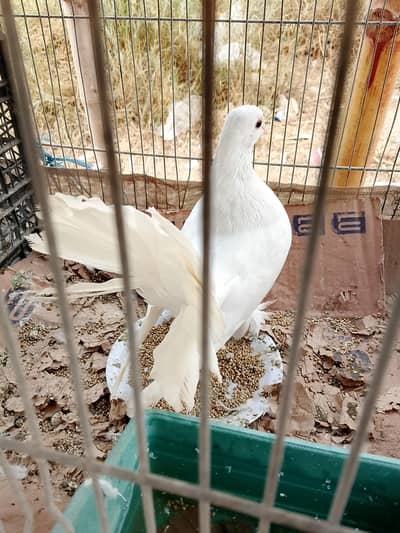 lakha sherazi top quality kabli pigeon