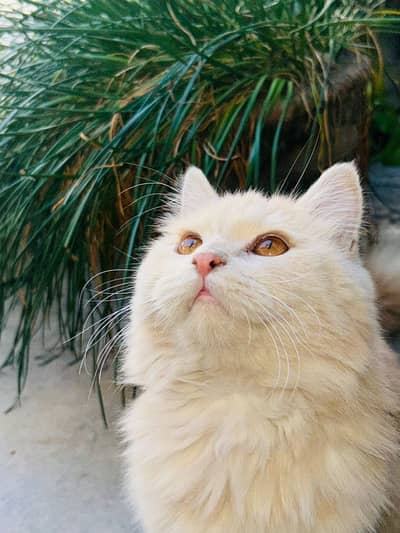 Triple Coat Persian Male Kitten Urgent Sale