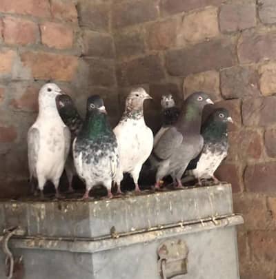 Looking for new home