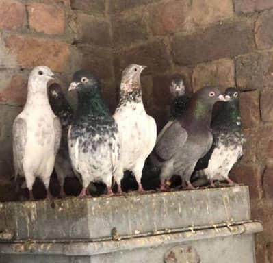 Looking for new home