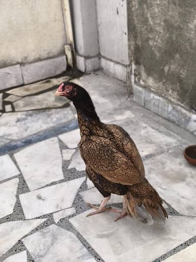 pyore Aseel  Whatsapp 03329675737