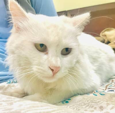 White persian