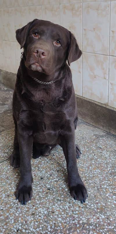Professional Breeder Stud Male Labrador | Stud Male Available