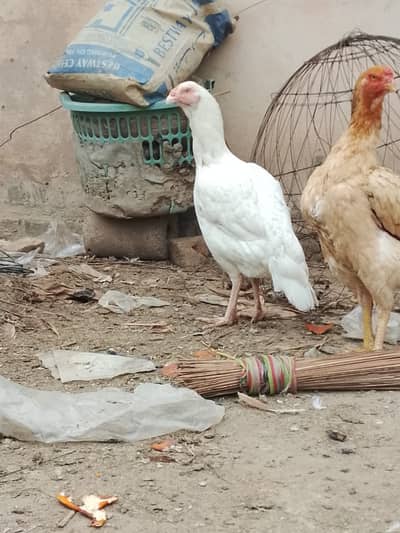 Heera Shamo Female Available