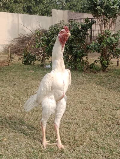 Breedar Male Shamo : White Shamo : King size samo