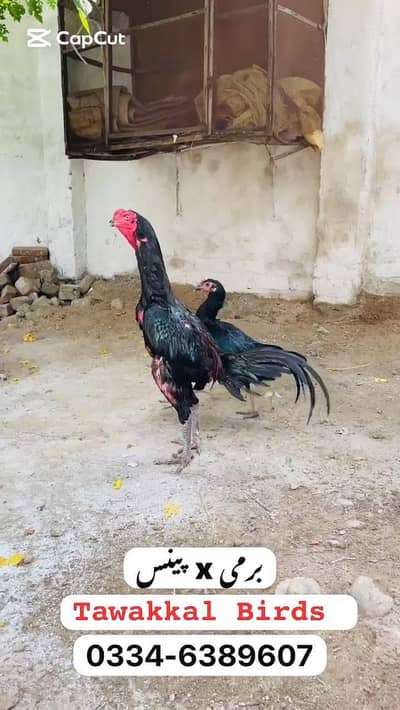 Aseel | Burmi x Penas Aseel